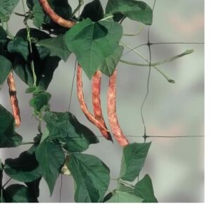 Bean & Pea Support Net (7 x 2m)