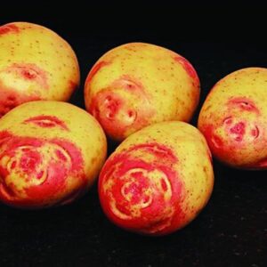 Amour Seed Potatoes - 2kg