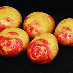 Amour Seed Potatoes - 25kg