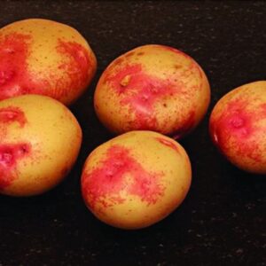 Bonnie Seed Potatoes - 2kg