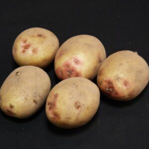 Cara Seed Potatoes - 2kg