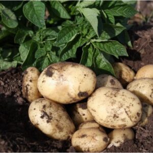 Casablanca Seed Potatoes - 2kg