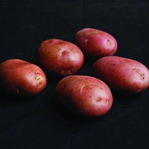 Desiree Seed Potatoes - 2kg