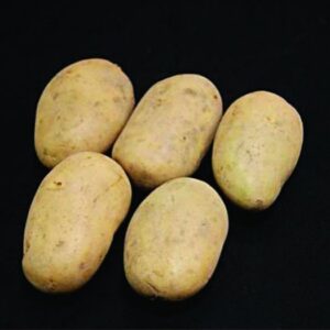 Estima Seed Potatoes - 25kg