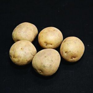 Harmony Seed Potatoes - 25kg