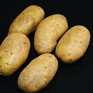International Kidney Seed Potatoes - 25kg