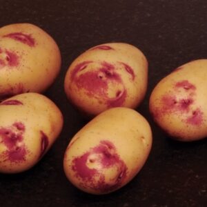 Kestrel Seed Potatoes - 2kg