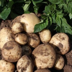 Maris Peer Seed Potatoes - 2kg