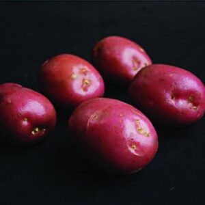 Maxine Seed Potatoes - 2kg