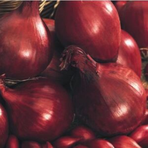 Onions - Red Baron 20kg