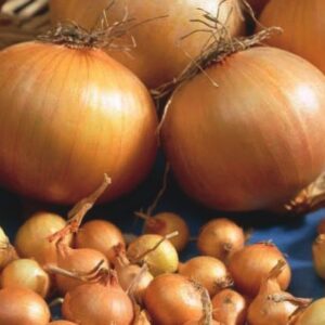 Onions - Stuttgart 20kg