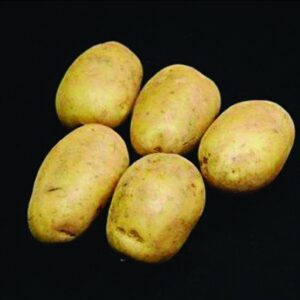 Pentland Crown Seed Potatoes - 2kg