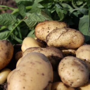 Pentland Javelin Seed Potatoes - 2kg