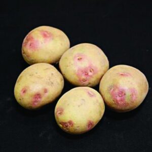 Picasso Seed Potatoes - 2kg