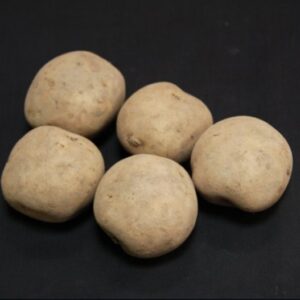 Rocket Seed Potatoes - 25kg