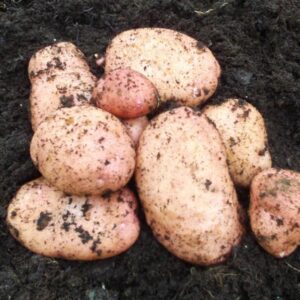 Sarpo Mira Seed Potatoes - 2kg