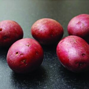 Setanta Seed Potatoes - 25kg