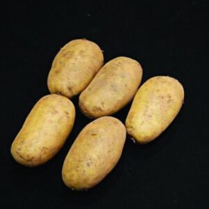 Sharpes Express Seed Potatoes - 25kg