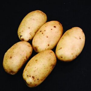 Ulster Prince Seed Potatoes - 2kg