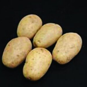 Valor Seed Potatoes - 25kg