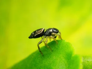 Bug & Ants