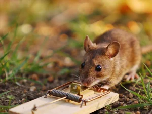 Rat & Mouse