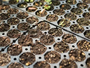 Pots & Seed Trays