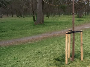 Tree Stakes & Ties