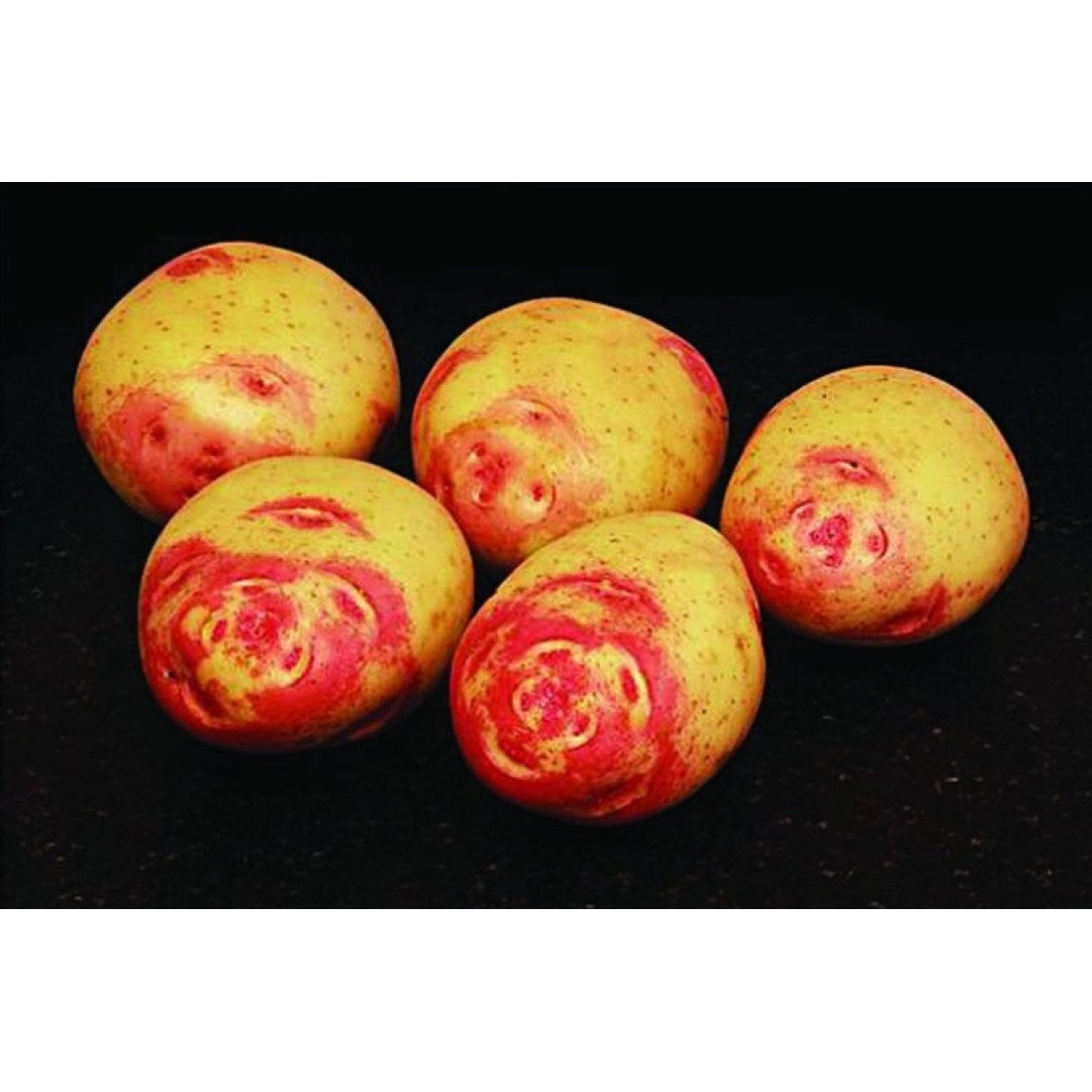 Amour Seed Potatoes – 2kg