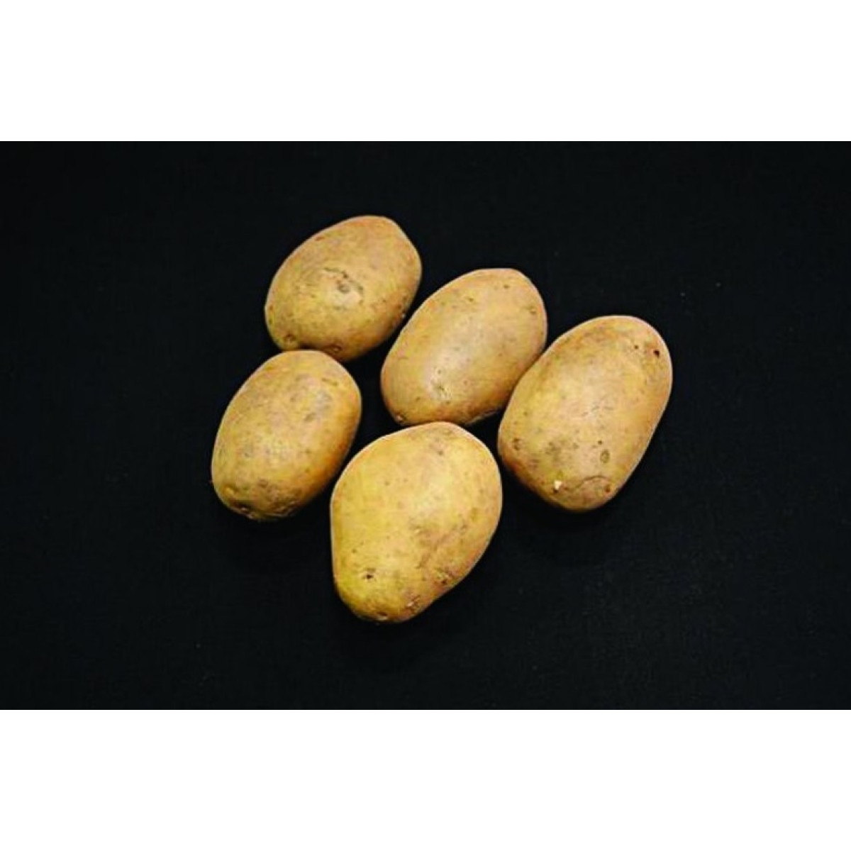 Duke Of York Seed Potatoes – 2kg