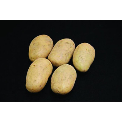 Estima Seed Potatoes – 25kg