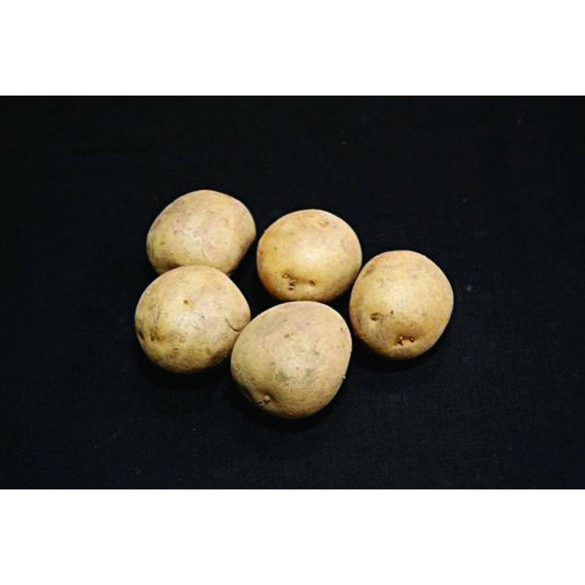 Harmony Seed Potatoes – 25kg