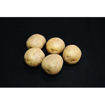 Harmony Seed Potatoes – 2kg