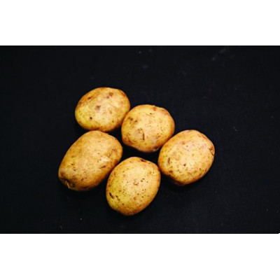 Home Guard Seed Potatoes – 25kg