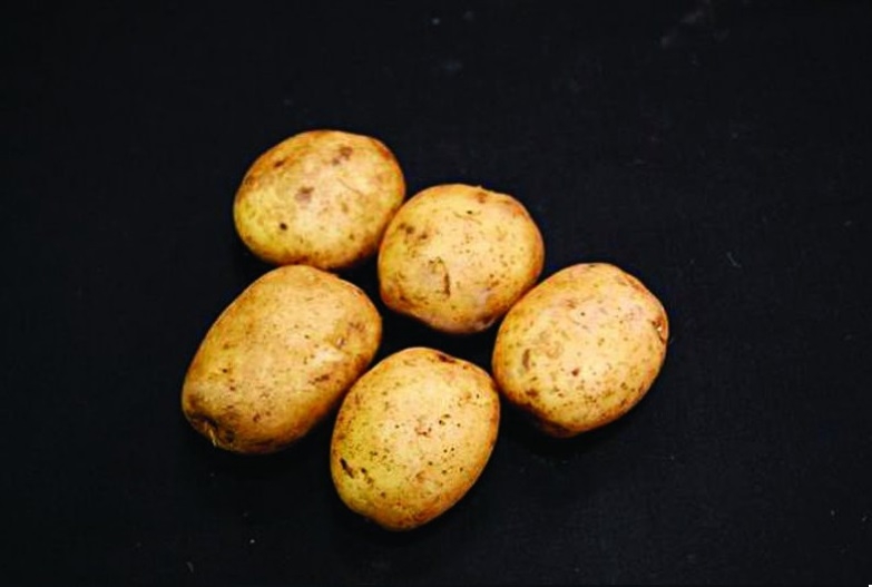 Home Guard Seed Potatoes – 25kg