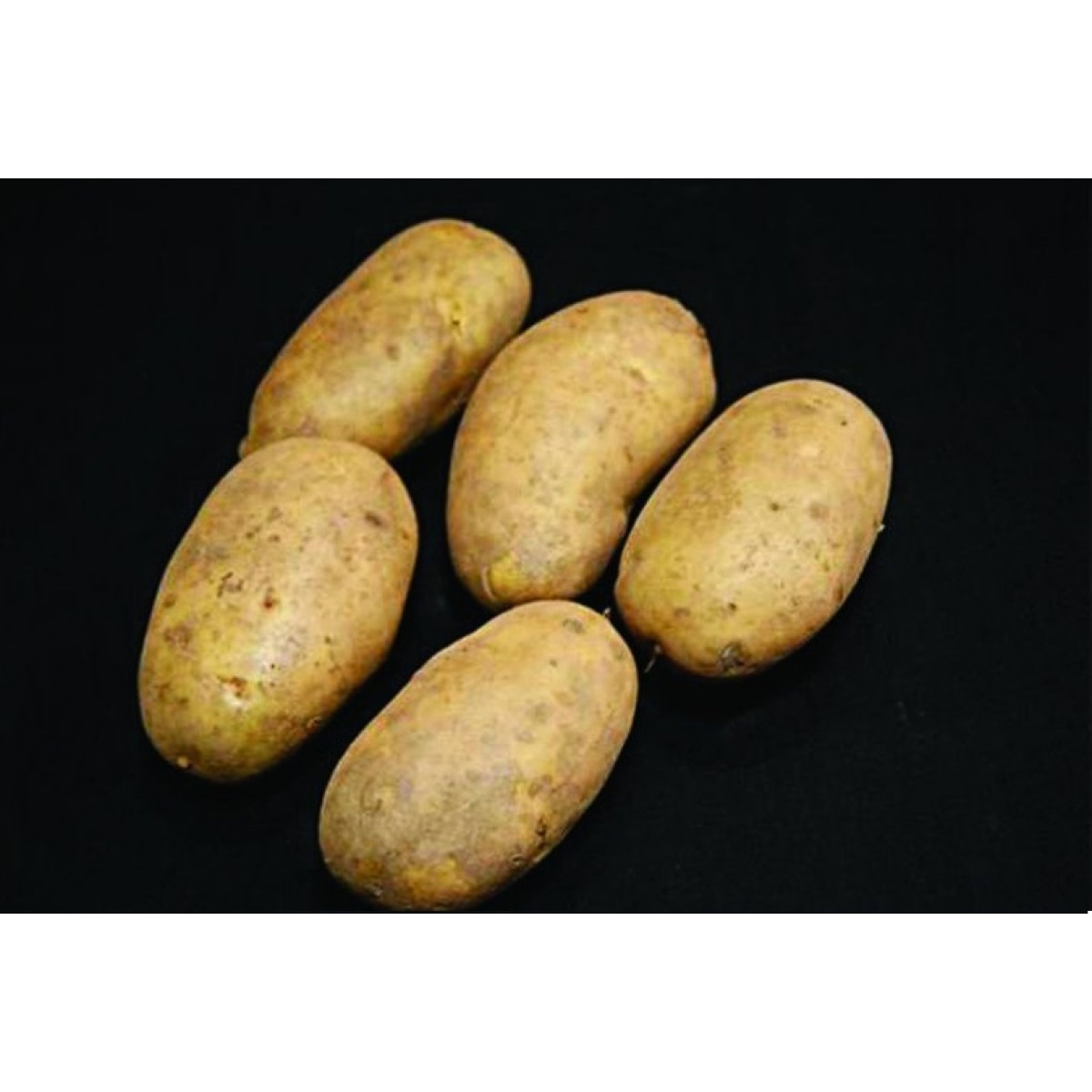 International Kidney Seed Potatoes – 25kg