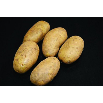 International Kidney Seed Potatoes – 2kg