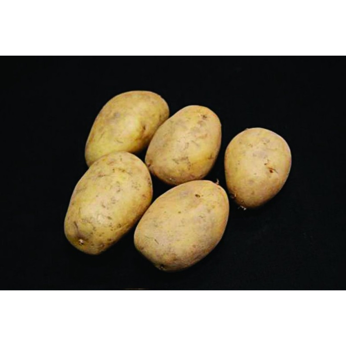 Lady Christl Seed Potatoes – 25kg