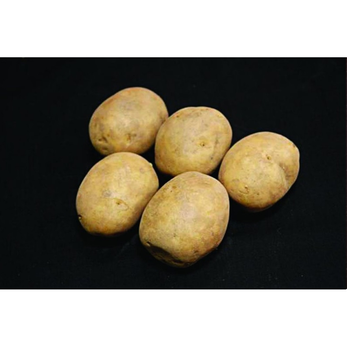 Marfona Seed Potatoes – 25kg