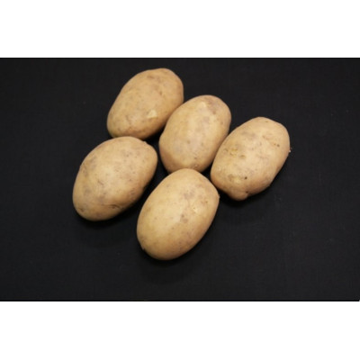 Maris Bard Seed Potatoes – 25kg