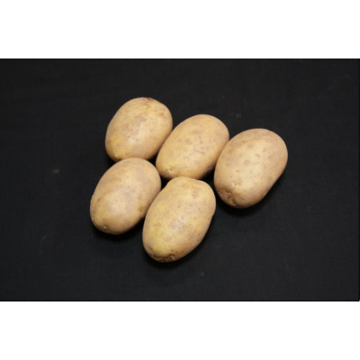 Maris Piper Seed Potatoes – 25kg