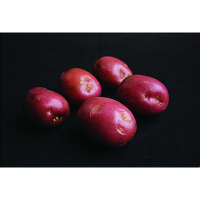 Maxine Seed Potatoes – 2kg
