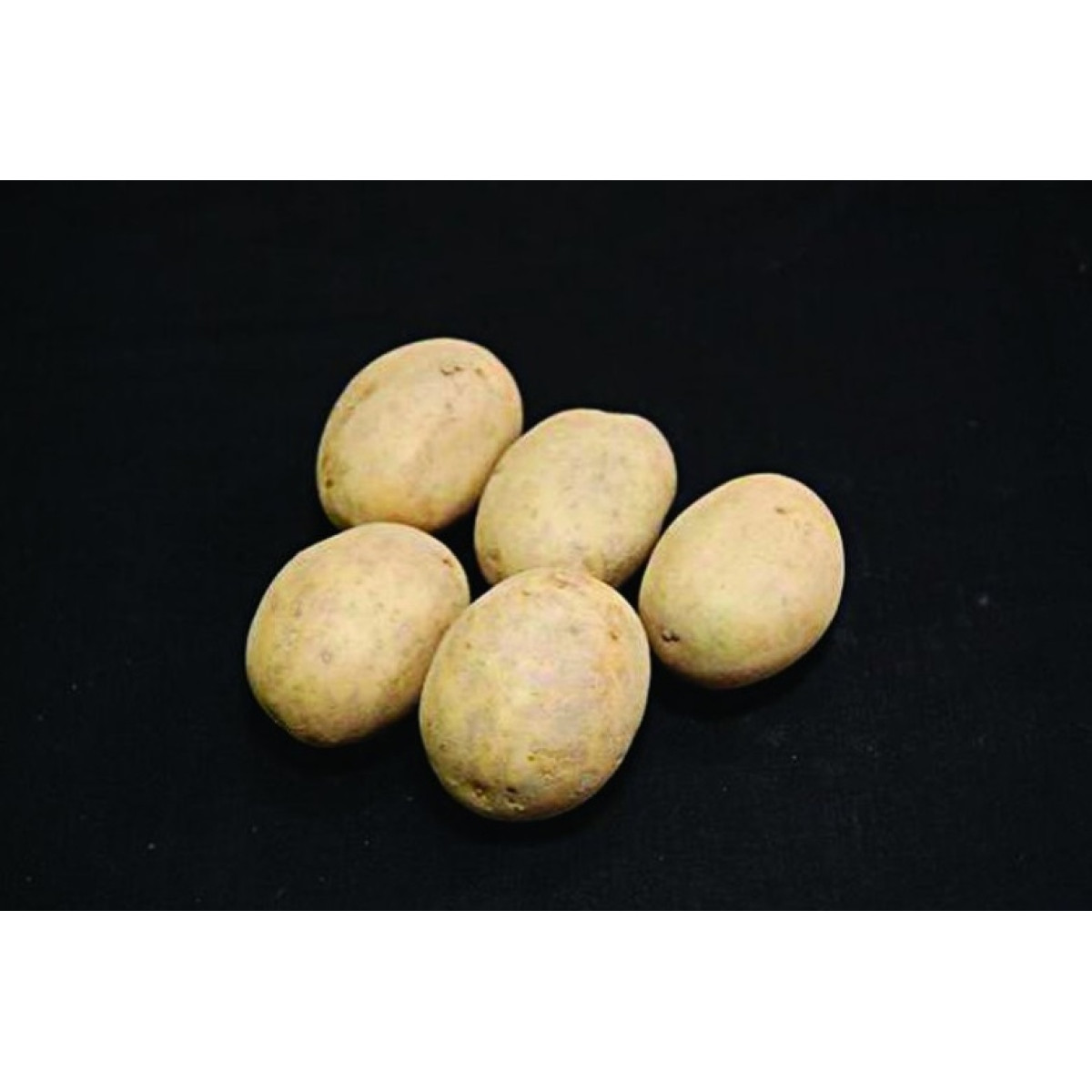Nadine Seed Potatoes – 25kg