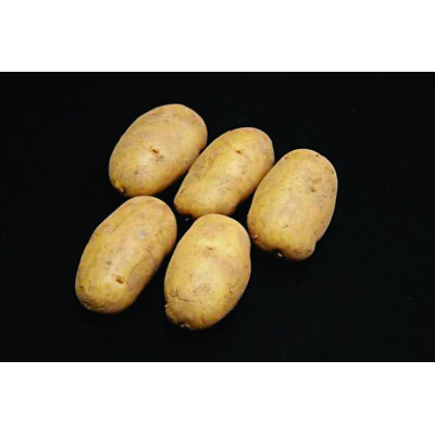 Nicola Seed Potatoes – 2kg