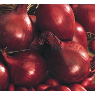 Onions – Red Baron 20kg
