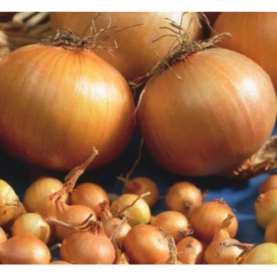 Onions – Stuttgarter 350g
