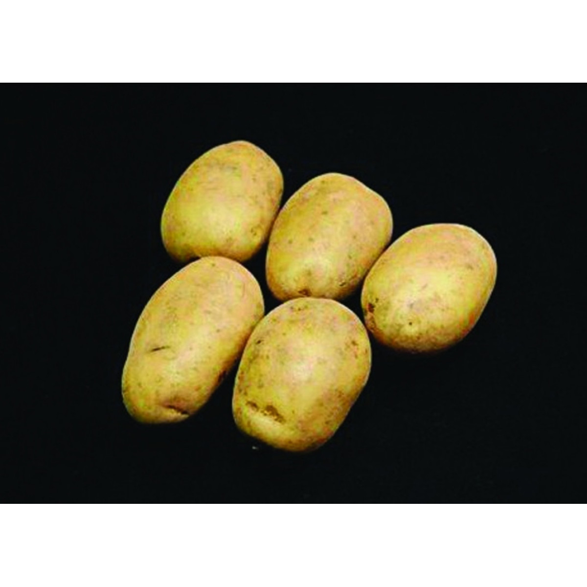Pentland Crown Seed Potatoes – 25kg