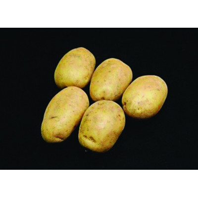Pentland Crown Seed Potatoes – 25kg