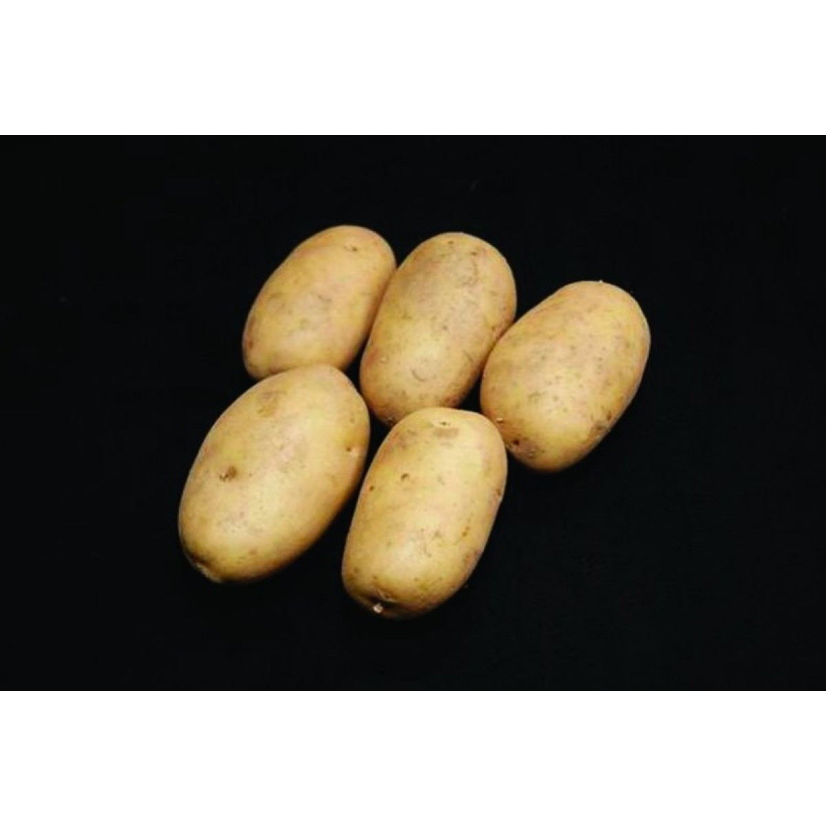 Pentland Dell Seed Potatoes – 25kg