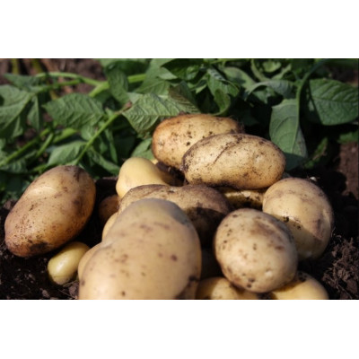 Pentland Javelin Seed Potatoes – 25kg